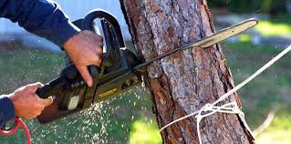 How Our Tree Care Process Works  in  Cresskill, NJ