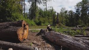 Best Tree Health Inspection  in Cresskill, NJ