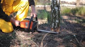 Best Tree Trimming and Pruning  in Cresskill, NJ