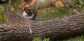 Tree and Shrub Care in Cresskill, NJ