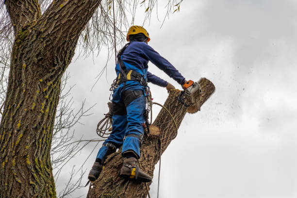 Best Hazardous Tree Removal  in Cresskill, NJ