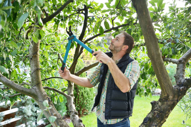 Best Pest Control for Lawns  in Cresskill, NJ
